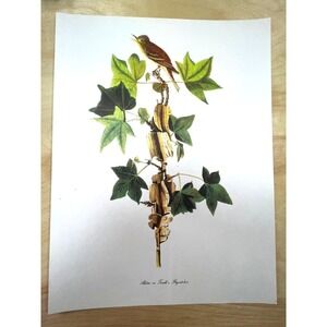 Audubon Birds of America Alder Flycatcher Original Print Vtg 1950 Peterson 9x12